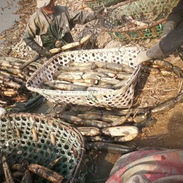 莲藕湖北白莲藕基地直供（一手货源）量大从优，价格可谈