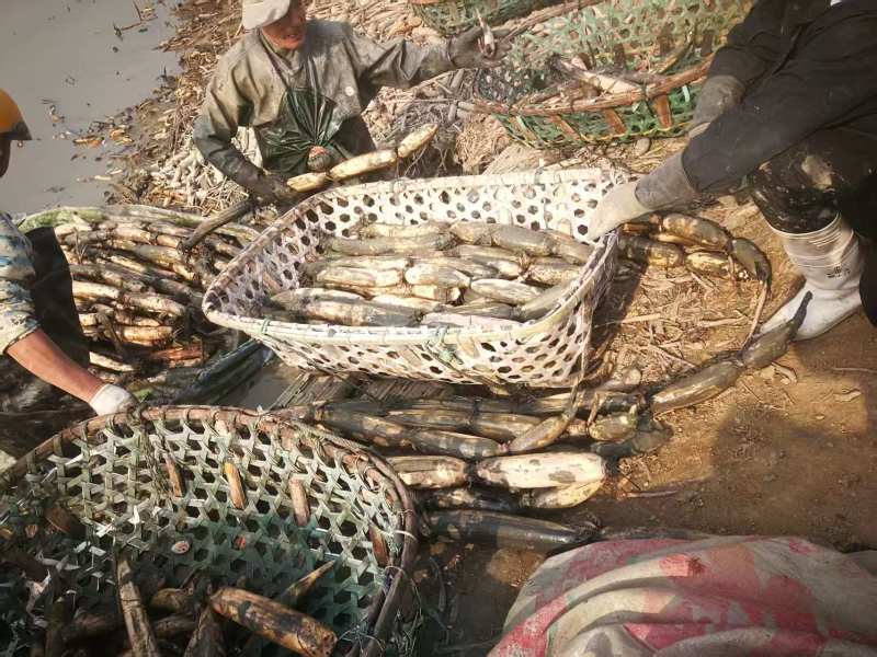 莲藕湖北白莲藕基地直供（一手货源）量大从优，价格可谈