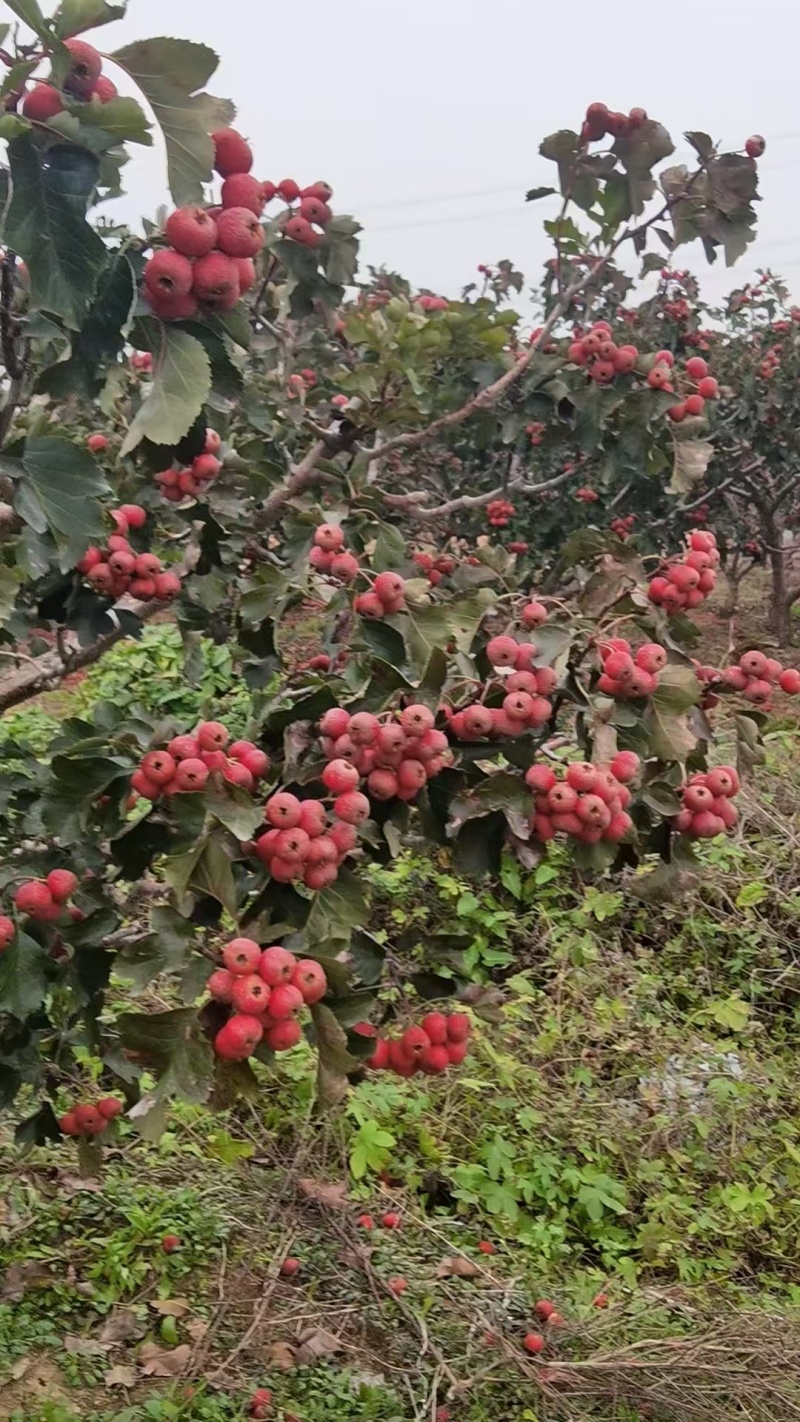 山东一手货源大金星山楂对接全国市场量大从优价格美丽质量好