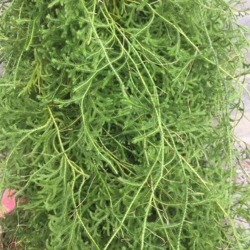 伸经草，干货。鲜货都有。