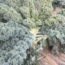 潍坊羽衣甘蓝/绿色蔬菜/保质保量/欢迎来电咨询合作