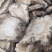 白芷白芷片