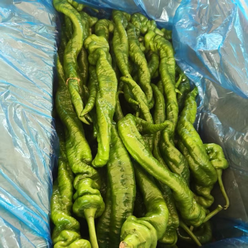 山西螺丝椒皱皮螺丝椒辣味香浓长度适中