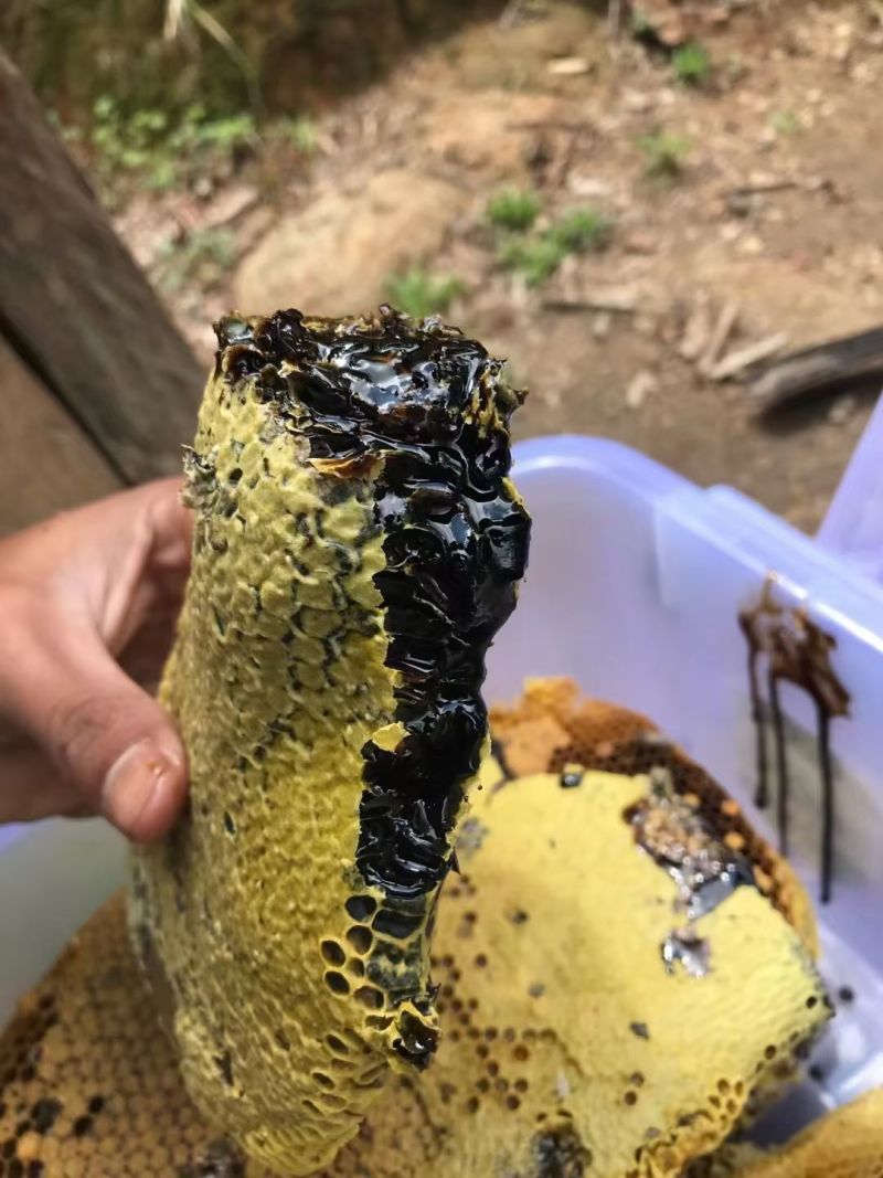 云南西双版纳米团花黑蜂蜜野生蜂蜜