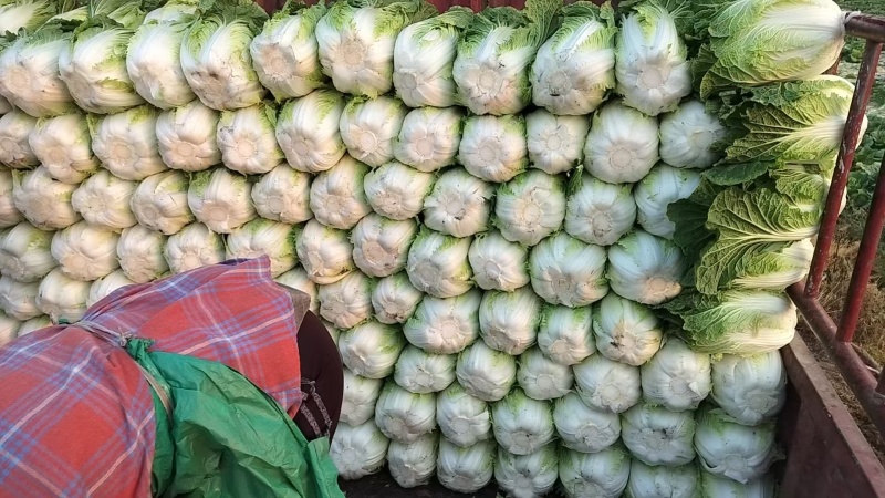 黄心大白菜