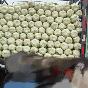 黄心大白菜