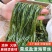 【地标授权】盐渍海带丝新鲜海带凉拌菜火锅麻辣烫商用食