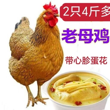 散养老母鸡两年土鸡农家散养鸡现杀新鲜鸡