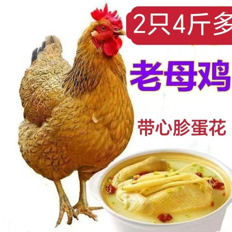 散养老母鸡两年土鸡农家散养鸡现杀新鲜鸡