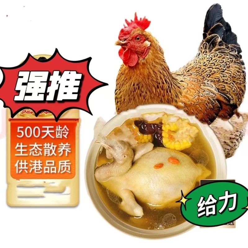 散养老母鸡两年土鸡农家散养鸡现杀新鲜鸡