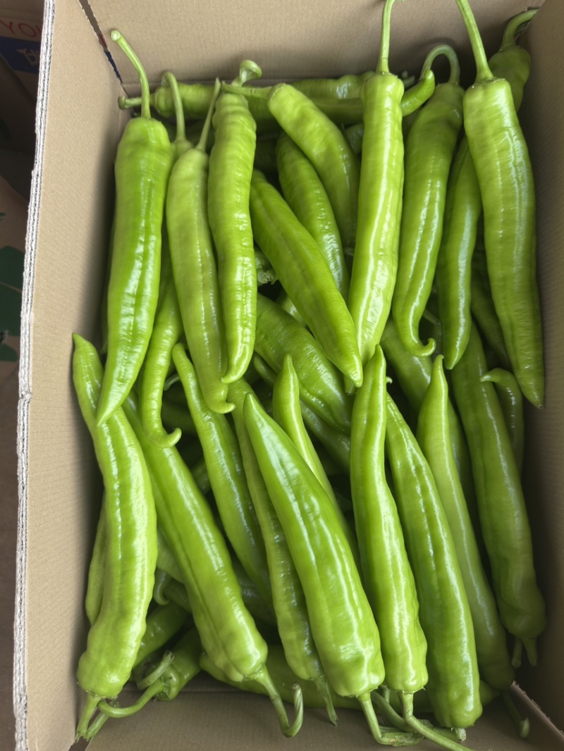 產地黄皮尖椒、牛角尖椒，大量供应，欢迎来电咨询！