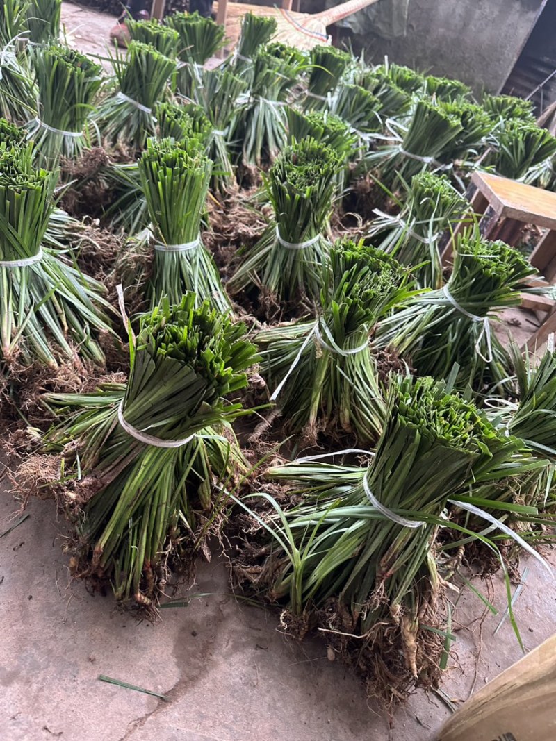 石菖蒲种苗带泥带根现挖现发基地直供石菖蒲批发零售