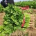 【优选】河北永年大叶香菜铁杆青香菜产地一手货源稳定供应
