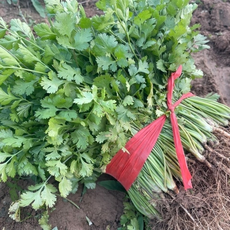 【优选】河北永年大叶香菜铁杆青香菜产地一手货源稳定供应