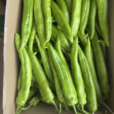 雷州黄皮尖椒、牛角尖椒，大量供应，欢迎来电咨询！