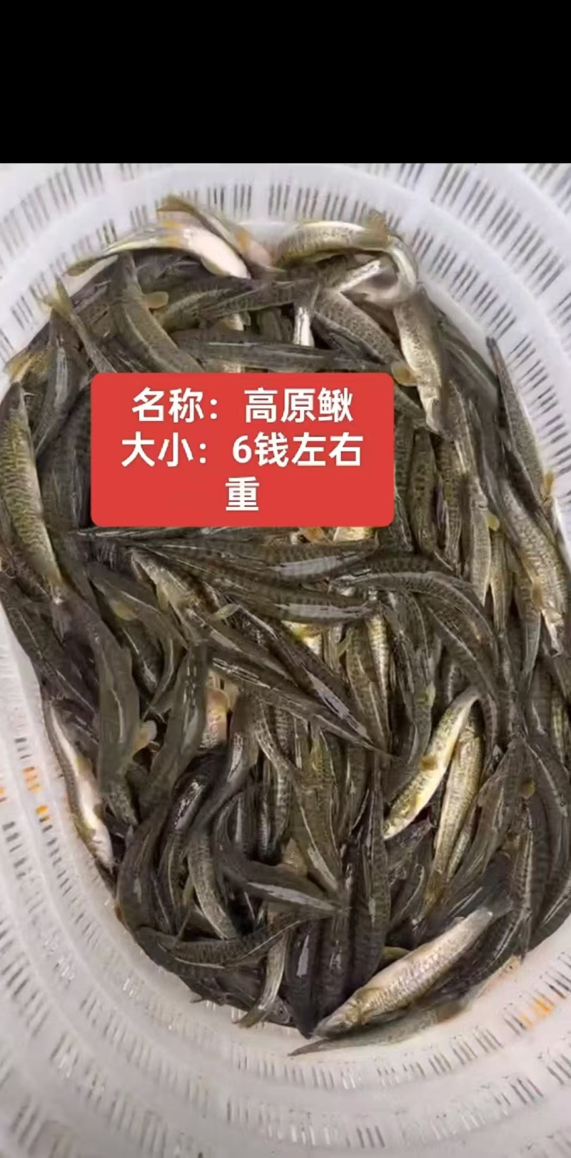 高原鳅（豹鱼仔）