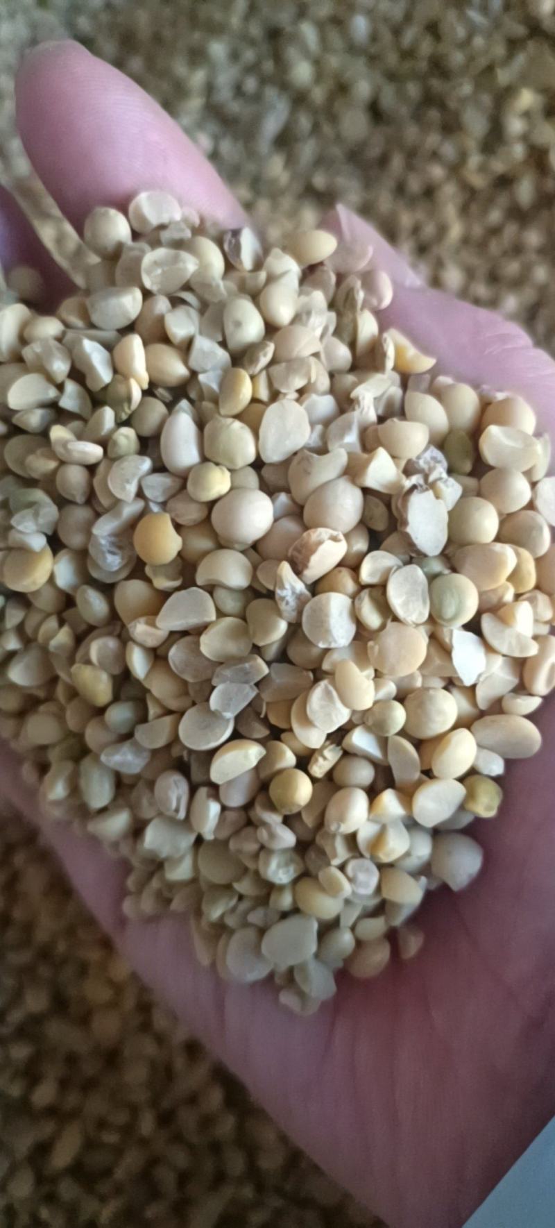 大量直销碎大豆