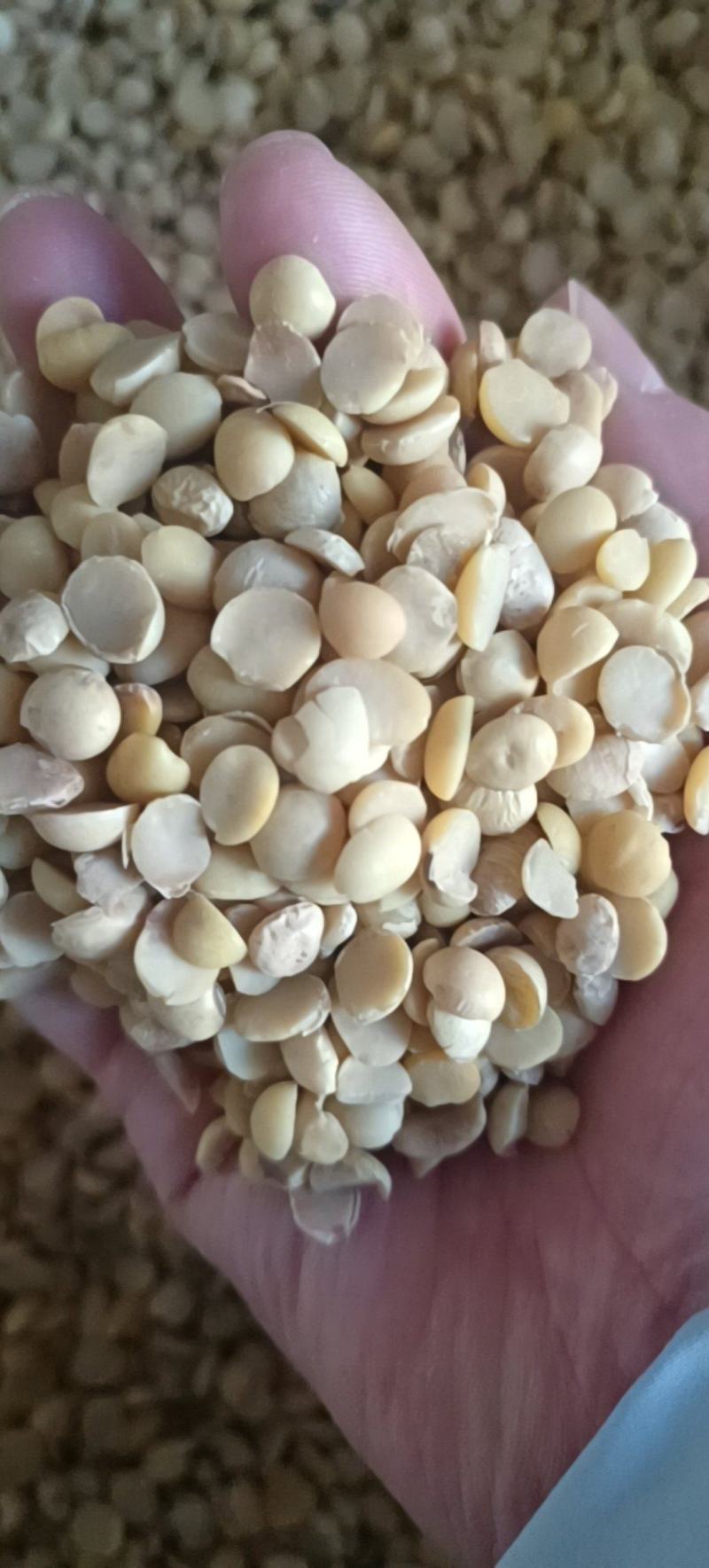 大量直销碎大豆