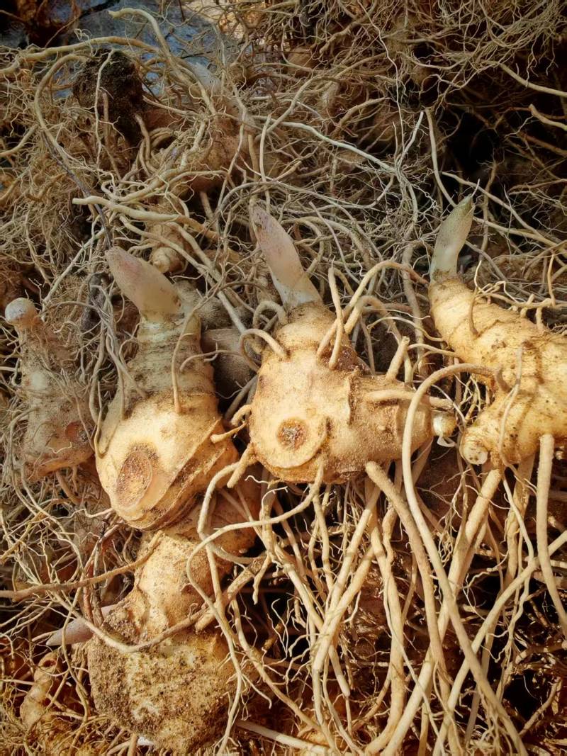 湖北姜形多花倒苗，块茎黄精苗，基地直发，货源充足！