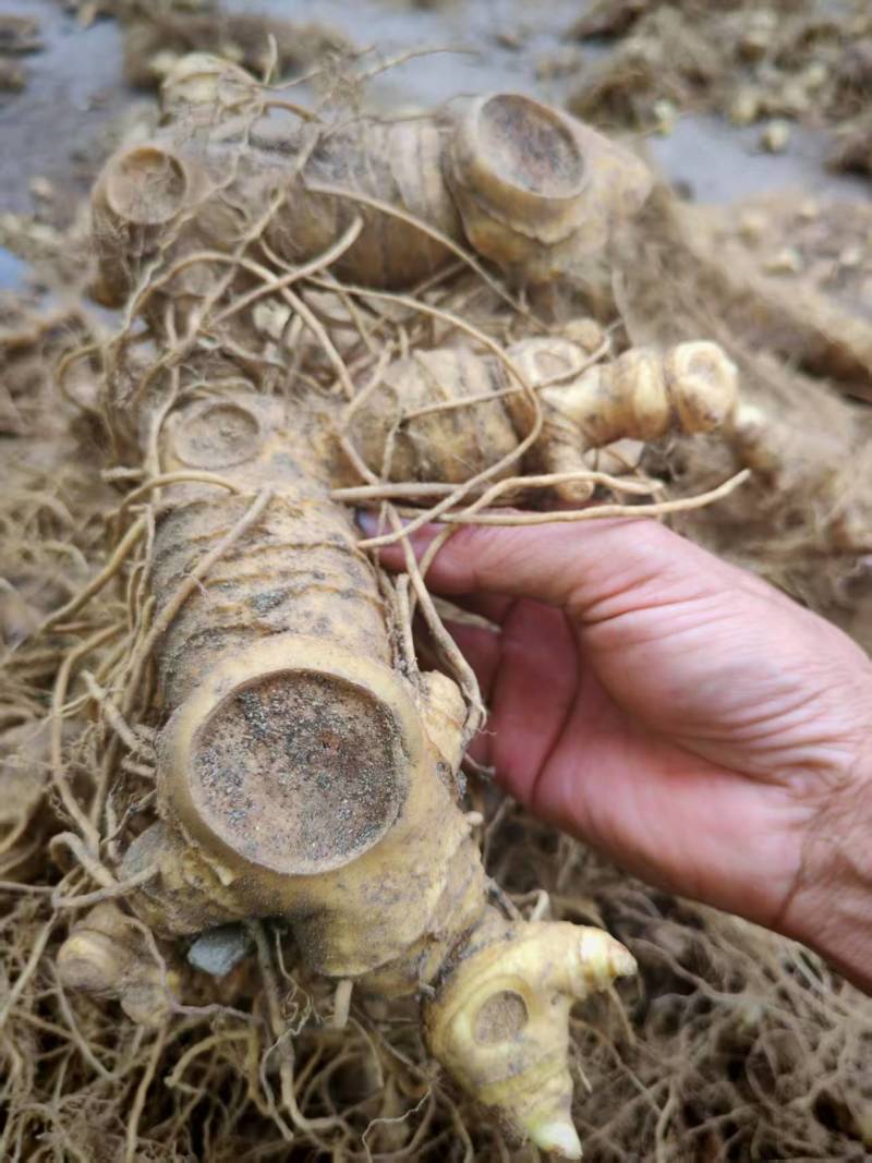 湖北英姜形多花黄精产地直发货源充足保质保量欢迎随时联系