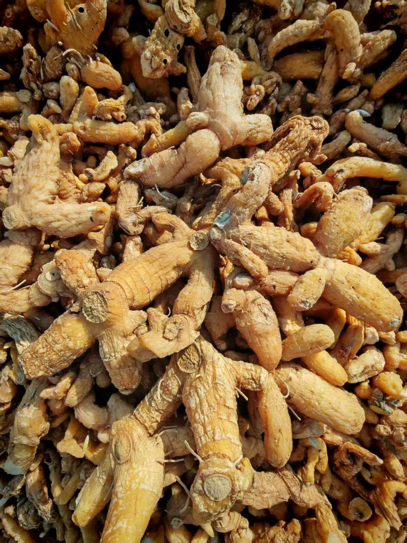 湖北英姜形多花黄精产地直发货源充足保质保量欢迎随时联系