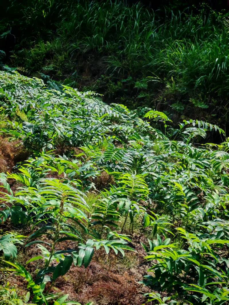 湖北英姜形多花黄精产地直发货源充足保质保量欢迎随时联系