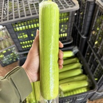 新苗白玉丝瓜基地直供！全年供货！