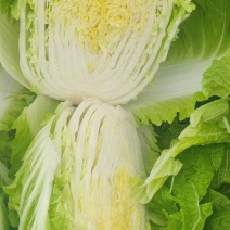 江苏南通海门大白菜黄心白菜