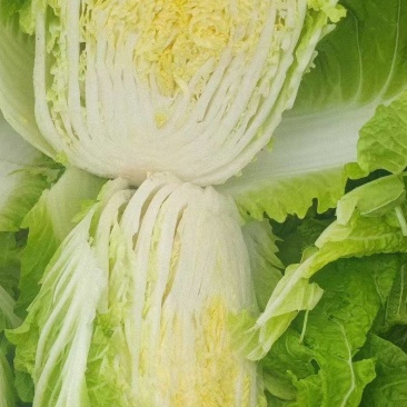 江苏南通海门大白菜黄心白菜