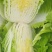 江苏南通海门大白菜黄心白菜