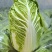 江苏南通海门大白菜黄心白菜