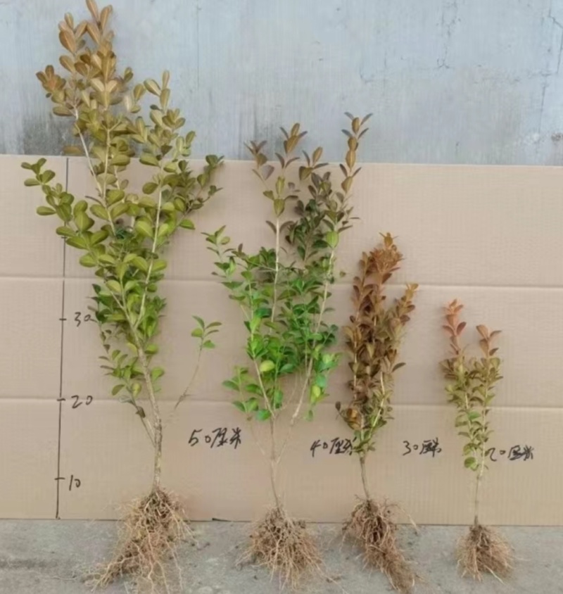 小叶瓜子黄杨苗小叶瓜子黄杨球耐寒耐旱耐高温一年四季不落叶基地