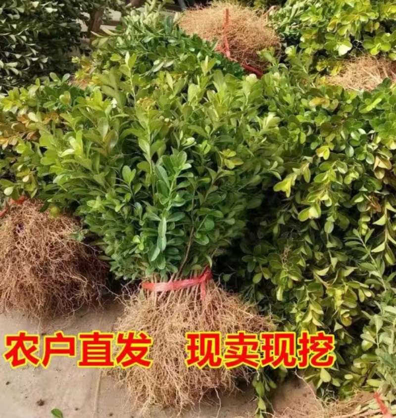 小叶瓜子黄杨苗小叶瓜子黄杨球耐寒耐旱耐高温一年四季不落叶基地