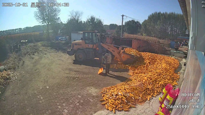 吉林长春玉米批发，长年供应，***********
