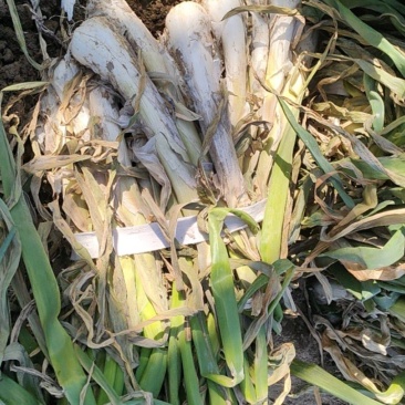 长白大头葱，大量有货