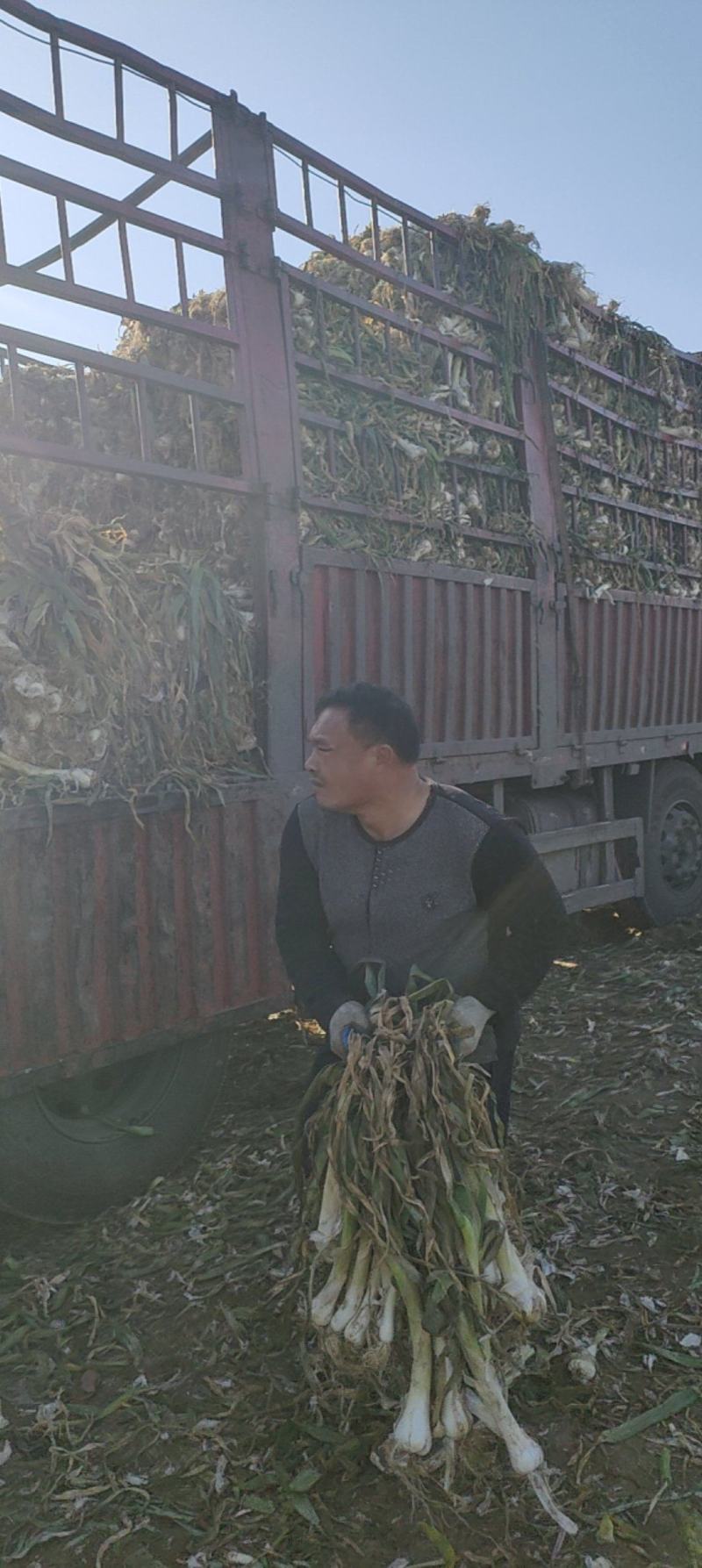 长白大头葱，大量有货