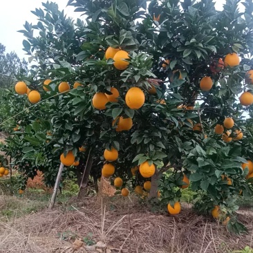 赣南脐橙大量上市