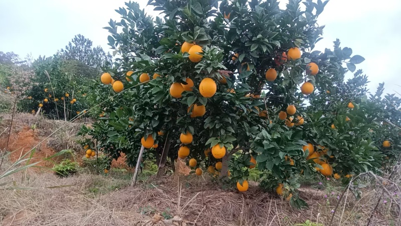 赣南脐橙大量上市