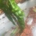 麻花全螺