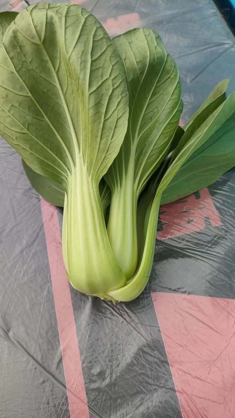 江苏上海青小油菜无黄叶无黑边无虫眼无病虫害卖相好大小颗