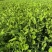 豌豆尖四川豌豆尖大量接单产地直发量大从优欢迎来电