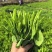 豌豆尖四川豌豆尖大量接单产地直发量大从优欢迎来电