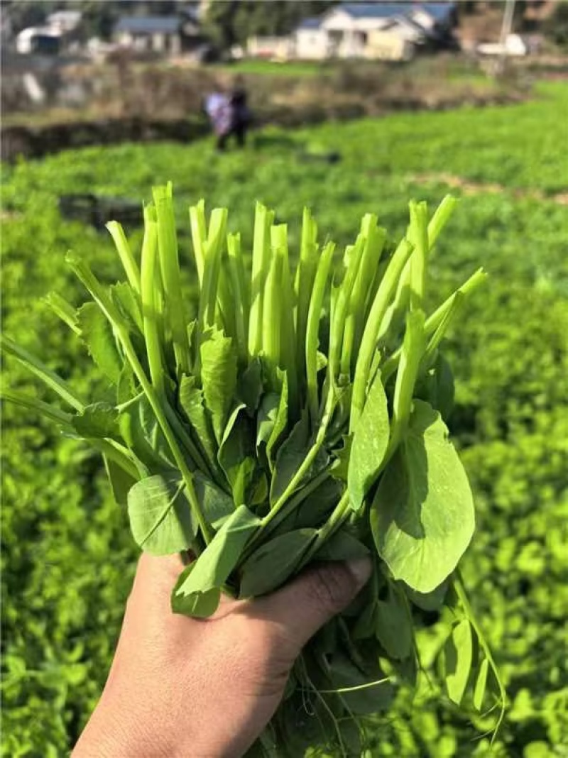 豌豆尖四川豌豆尖大量接单产地直发量大从优欢迎来电