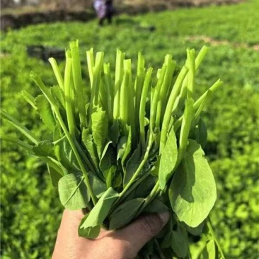 豌豆尖，豌豆颠，豌豆苗，大量供应，产地直发欢迎来电