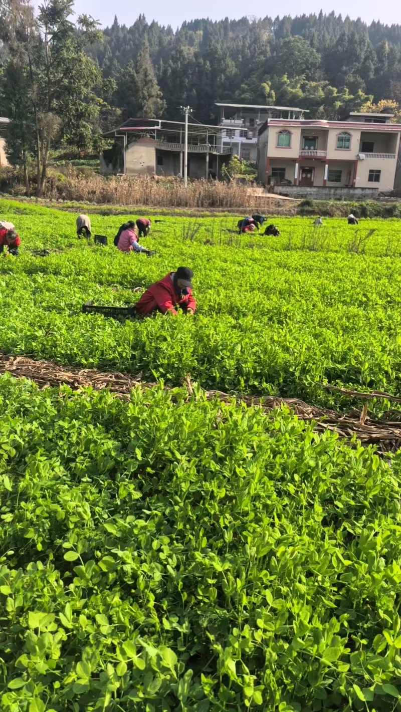 豌豆尖，豌豆颠，豌豆苗，大量供应，产地直发欢迎来电