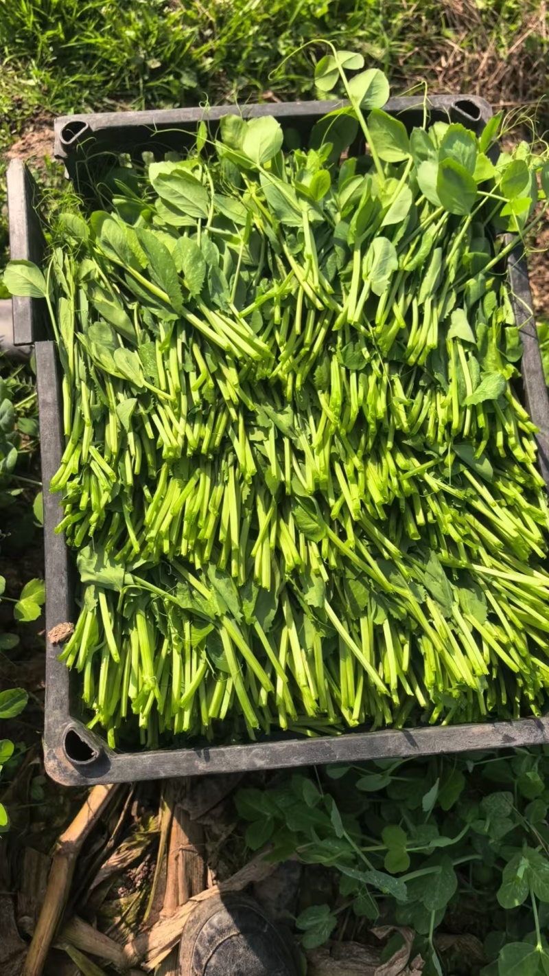 豌豆尖，豌豆颠，豌豆苗，大量供应，产地直发欢迎来电
