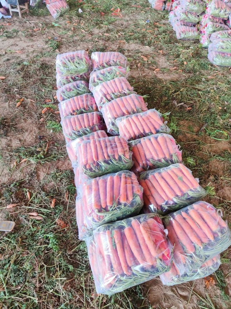 河南胡萝卜精品水洗土货各种规格均有量大价优产地直发