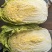 江苏南通海门大白菜黄心白菜