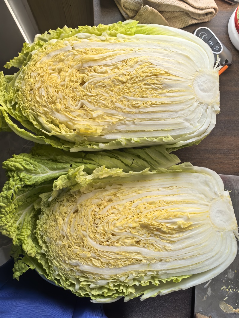 江苏南通海门大白菜黄心白菜