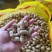 精品花生干鲜均有各种规格齐全货量充足量大价优对接市场加工厂